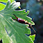European earwig