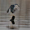 Black-crowned Night Heron