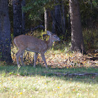 White-tailed Deer