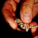 Western Banded Gecko