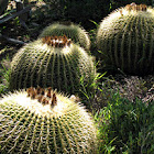 Barrel Cactus