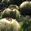 Barrel Cactus