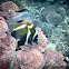 Horned Bannerfish