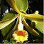 Vanilla Orchid