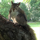Eastern gray squirrel