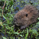 Beaver