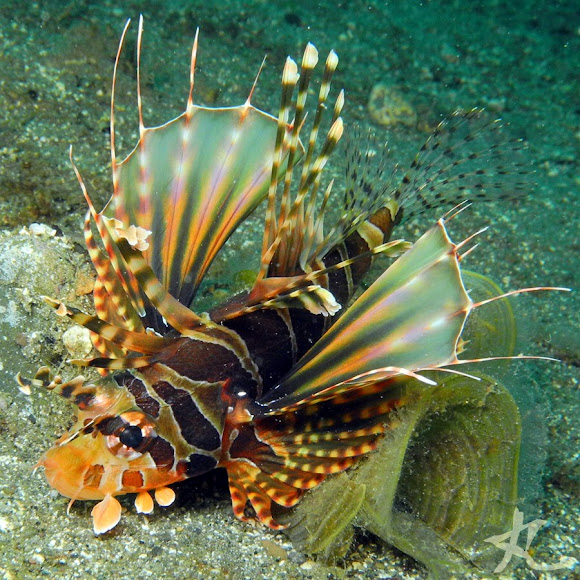 Zebra Turkeyfish Project Noah
