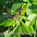 Zebra Longwing Butterfly