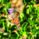 Monarch Butterfly