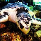 Hawksbill Sea Turtle