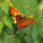 Gulf fritillary