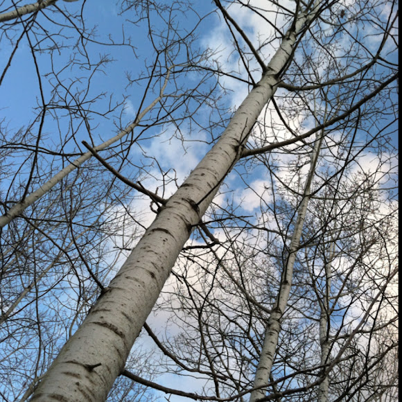Spotting Image 1