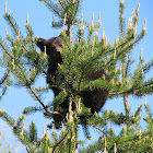American black bear (cubs)
