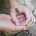 Small toad