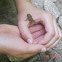 Small toad
