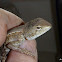 Nobbi Dragon