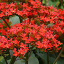 Kalanchoe  長壽花
