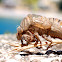 Cicada shell (Auchenorrhyncha)