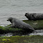Grey Seals