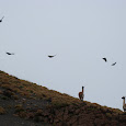 Biodiversidad de Chile