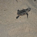 Hawksbill sea turtle