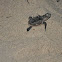 Hawksbill sea turtle
