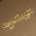 Gecko