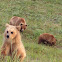 Grizzly Bear