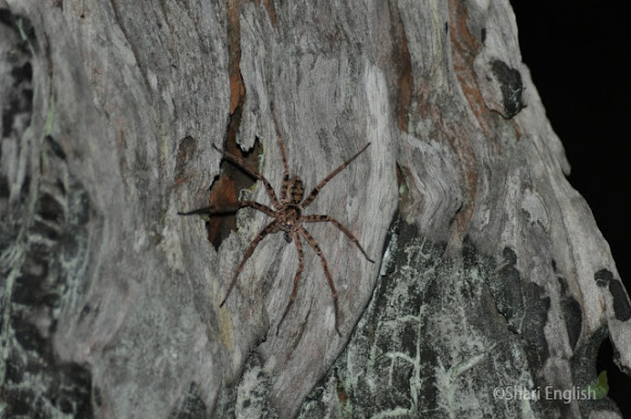 Spotting Image 1
