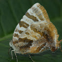 Dolyas Hairstreak