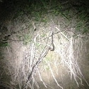 Western rat snake
