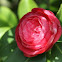 Camellia