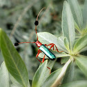 Long-horned beetle.