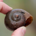 Caracol manzana