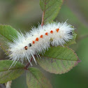 Spotted Tussock Moth caterpillar