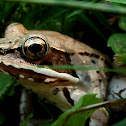 Wood Frog