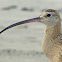 Long-billed Curlew