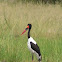 Saddle-billed Stork