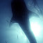 Whale shark