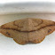 Juniper Geometer