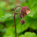 water avens