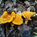 Chanterelle