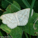 Large lace-border
