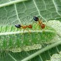 ANT?