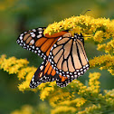 Monarch Butterfly