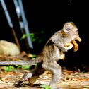 Long tailed Macaque