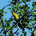 Yellow-breasted Chat