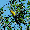 Yellow-breasted Chat