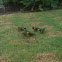 Rainbow Lorikeets