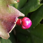 Christmas cactus